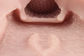 リリスウテルス内部構造子宮口